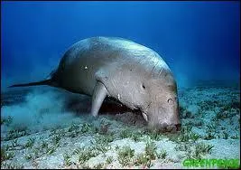 Quel poid fait le dugong ?