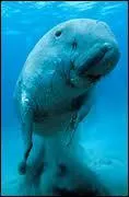 Le dugong est :