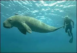 Combien de temps vit un dugong ?