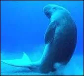 Combien de temps porte un femelle dugong ?