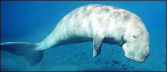 Combien de temps reste le petit auprs de sa mre ? (aprs la naissance)