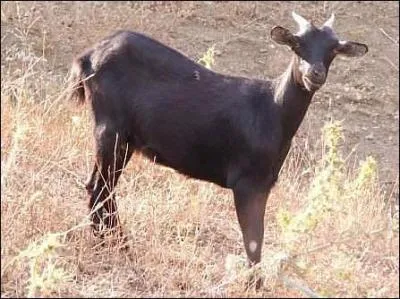 Quel est cet animal ?