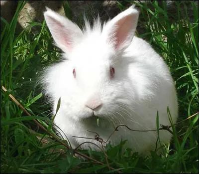 Quel est cet animal ?