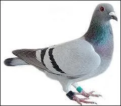 Combien de temps vit un pigeon voyageur ?