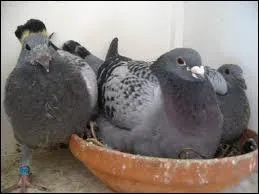 Quelle est sa taille ?