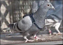 Combien de km peut-il faire sans se reposer ?