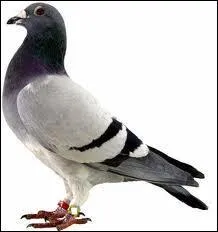 Depuis combien de temps sont utiliss les pigeons voyageurs ?