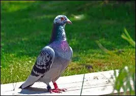 Le tour de France pour pigeon voyageur existe-t-il ?
