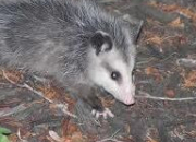 Quiz L'opossum