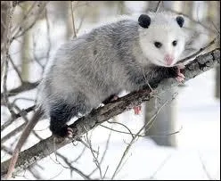 Quelle est sa dure de vie en libert ?