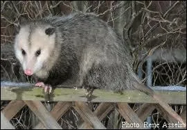 Quelle est sa dure de vie en captivit ?