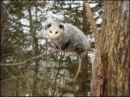 Quelle taille fait l'opossum ? (avec la queue)