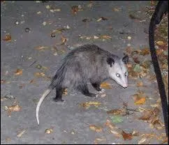 Combien de temps la mre garde le petit dans le ventre ?