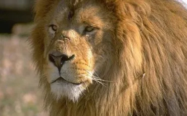 Quiz Savane
