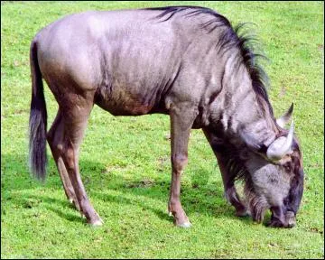 Quel est cet animal ?