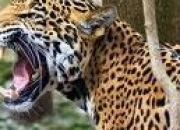 Quiz Le jaguar