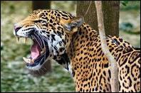 Quelle taille fait le jaguar ?