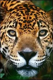Quelle poid fait le jaguar mle ?