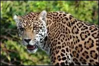 Combien de temps vit un jaguar ?