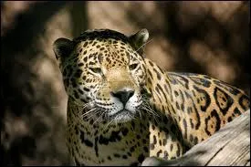 Combien de temps le jaguar femelle porte-t-il les bbs ?