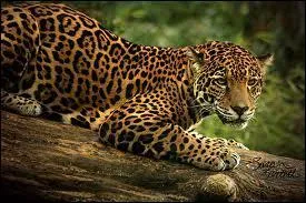 Quel poid fait le jaguar femelle ?
