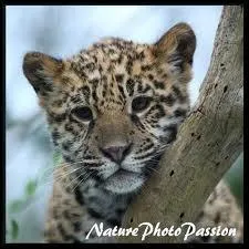 A quel ge les bbs quittent-ils leur mre ?