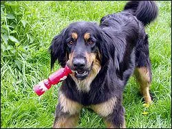 Comment s'appelle cette race de chien ?