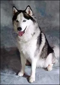 Comment s'appelle cette race de chien ?