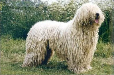 Comment s'appelle cette race de chien ?