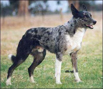 Comment s'appelle cette race de chien ?