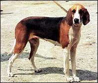 Comment s'appelle cette race de chien ?