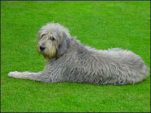 Comment s'appelle cette race de chien ?