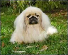 Comment s'appelle cette race de chien ?