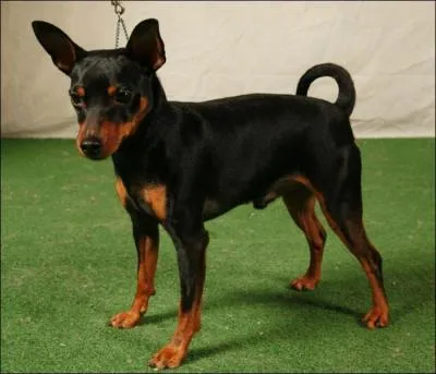 Comment s'appelle cette race de chien ?