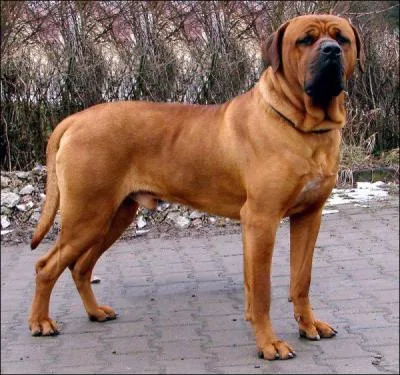 Comment s'appelle cette race de chien ?