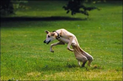 Comment s'appelle cette race de chien ?