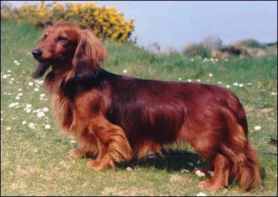 Comment s'appelle cette race de chien ?