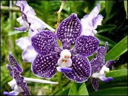 De quelle espce provient cette orchide ?