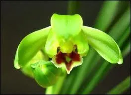 Et quelle est l'espce de cette orchide ?