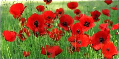 Quelle fleur rouge, appelée aussi pavot rouge, qui a l'air froissé, pousse dans les champs de blé ?