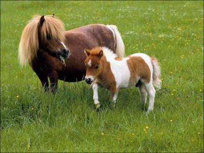 Quel est le plus petit cheval du monde ?