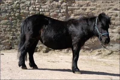 Avant les galops il y a les...