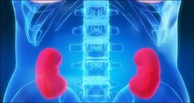 Je m'occupe des maladies du rein, je suis...