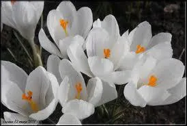 Quelles sont ces fleurs ?