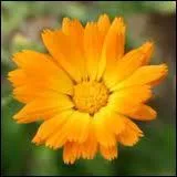 Reconnaissez-vous cette fleur ?