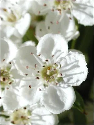 Quelle est cette fleur ?