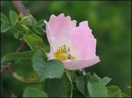 Quelle est cette fleur ?