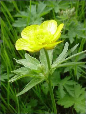 Quelle est cette fleur ?