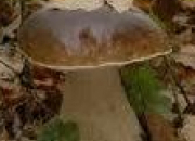 Quiz 10 champignons trs connus
