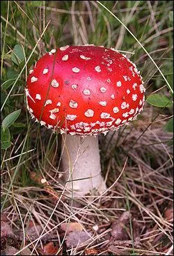 Quel est ce champignon ?